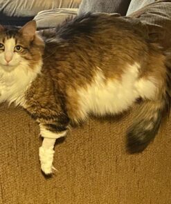 Wysong Uretic - Dry Natural Food for Cats, Chicken, 5 pounds 31 81mz0 lrL6L