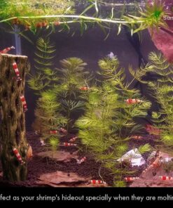 SunGrow Cholla Wood for Shrimps, Dried Husk of Cholla Cactus, Aquarium or Home Decor for Hermit Crabs, Pleco, 3 Pieces per Pack (3 Pieces, 6 inches) 25 81n vTM7iEL