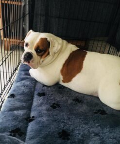 MidWest Homes for Pets Reversible Paw Print Pet Bed in Blue / White, Dog Bed Measures 40L x 26W x 3.5H for Large Dogs, Machine Wash 40.0"L x 26.0"W x 3.5"Th 27 81n5EoFVm1L