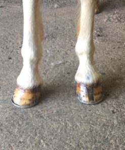 Farnam Horseshoer's Secret Deep-Penetrating Hoof Oil for Horses, Conditions Dry Hooves and Prevents Cracks, Splits and Contracted Heels, Contains Avocado Oil, 32 Oz. 24 81n6NKFFZwL