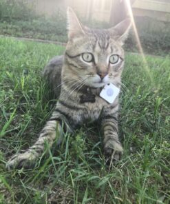 Tile Mate (2016) - 1 Pack - Discontinued by Manufacturer 36 81n6Yd3z8KL