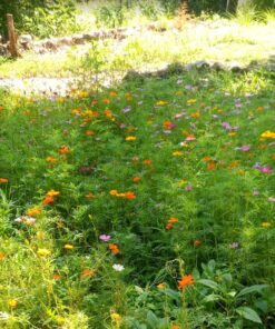 Big Pack - Cosmos USA Mix (8,000+) Flower Seeds By MySeeds.Co (Big Pack - Cosmos Mix) 58 81n6nRHW4kL