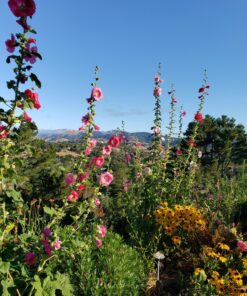 Outsidepride Indian Springs Hollyhock Garden Flower Climbing Vine Plant Mix - 1000 Seeds Indian Spring 27 81nEJ6jRpCL