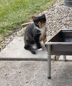 Meow Mix Bistro Recipes Dry Cat Food, Rotisserie Chicken Flavor, 12 Pound Bag 12 Pound (Pack of 1) 29 81nFkwEzNL