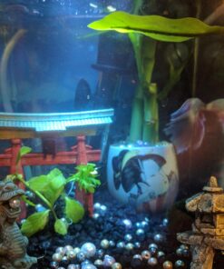 Hikari Betta Revive.08oz 19 81nIt 6KgwL