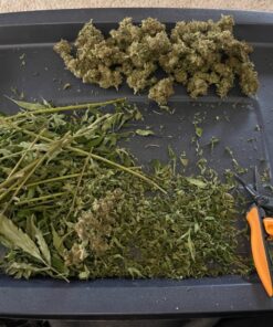 Fiskars Micro-Tip Pruning Snips - 6" Garden Shears with Sharp Precision-Ground Non-Stick Coated Stainless Steel Blade - Gardening Tool Scissors with SoftGrip Handle Pruning Snips (Non-Stick) 30 81nLsFeHzsL