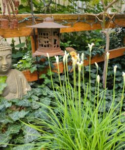 Design Toscano AL1614 Meditative, The Grand TempleIndoor StatueCabinet on Wheels Indoor/Outdoor Garden Statue, 20 Inches Wide, 15 Inches Deep, 26 Inches High, Handcast Polyresin, Dark Stone Finish Meditating Buddha 53 81nOGXTYIL