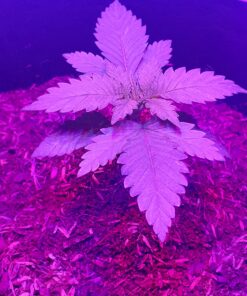 Advanced Nutrients GL525050-12 Big Bud Liquid Fertilizer, 250 mL.250 Liter, Brown/A .250 Liter 32 81nP1 ONGDL