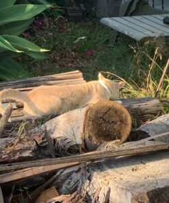 Hartz UltraGuard Plus Water Resistant 7 Month Protection Breakaway Flea & Tick Collar for Cats (3270094268) 28 81nPa8PQuWL