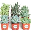 Shop Succulents Blue & Green Succulent Plant Pack Collection - Live Mini Succulent Plants, Low Maintenance, Mixture of Textures - Wedding and Party Favors, Gift & Garden, Pack of 9 9-Pack 48 81nTq8VeQ7L