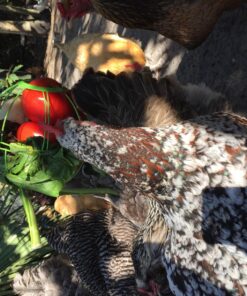 Ware Manufacturing Chick-N-Veggie Treat Ball 27 81nU0xAfzxL