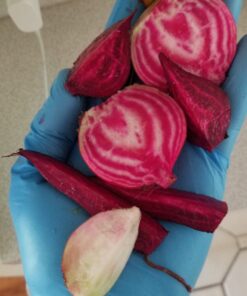 Seed Needs, 1,500+ Rainbow Beet Seed Mixture - 8 Variety Heirloom Mix (Beta vulgaris) Bulk Non-GMO 52 81nblUTyBbL