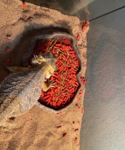 Happy Hen Treats Mealworm Frenzy, 30-Ounce 1.87 lb 14 81ncw9VaGDL