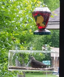 Tranquil Outdoors Large Acrylic Window Bird Feeder: Strong Removable Suction Cup Mounted Outdoor Bird House Feeder, Clear Birdfeeders for Large & Small Birds. Best See Thru Feeder for Bird Watching 77 81nettUEeSL