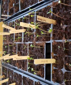 Sow Right Seeds - Flower Seed Collection - Carnation, Gayfeather, Dahlia, Morning Glory, Larkspur, Balsam, Snapdragon, Phlox, Zinnia, & Daisy - Non GMO Heirloom Seeds for Planting - 10 Packets 30 81ng1Rdp7KL