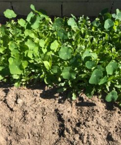 Wildflower Seeds Edible Flowers Mix - 1 Ounce Over 7,000 Open Pollinated Annual and Perennial Seeds 1 Ounce Packet 44 81ngzGThyL