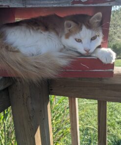 Wondercide - Flea, Tick & Mosquito Spray for Dogs, Cats, and Home - Control, Prevention, Treatment - with Natural Essential Oils - Pet and Family Safe - Lemongrass 16 oz 31 81nnmzr8rWL