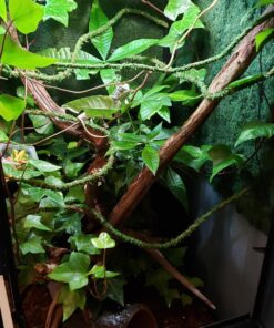 Galápagos (05320) Mossy Terrarium Sticks 18" (Pack of 6) 18" Green 15 81nqSxniEtL