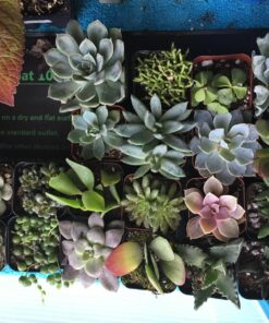 Shop Succulents Unique Succulent Plant Pack Bulk Collection - Live Mini Succulent Plants, Low Maintenance, Exceptional Colors & Textures - Wedding and Party Favors, Gift & Garden, Pack of 20 20-Pack Succulent Packs 61 81nqbGfe1gL
