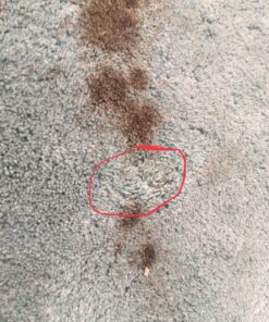 BISSELL Oxy Stain Destroyer Pet, 1784 (Packaging May Vary) 16 81nsFGNcBhL