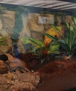 Exo Terra Background, 12-Inch by 12-Inch 12 x 12 Inches 13 81nsZZ9 5mL