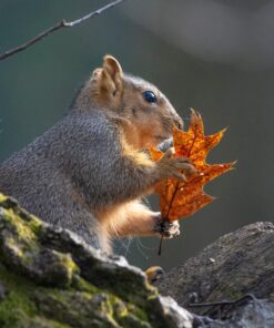 Nikon AF-S FX TC-14E III (1.4x) Teleconverter Lens with Auto Focus for Nikon DSLR Cameras 26 81nshnnqKDL