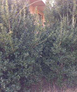 Black & Decker TR116 3-Amp Hedge Trimmer, 16-Inch 9 81nuUS64YlL