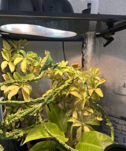 Croci Zoo Med Reptile Fogger Terrarium Humidifier,Black 21 81nvVsSUMwL