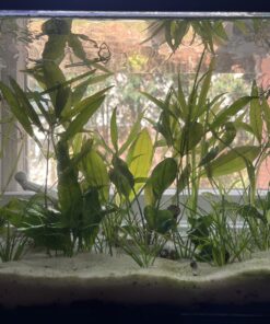 Florida 10 Species Live Aquarium Plants Bundle 35 81nwXL7JvRL