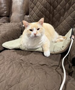 K&H Pet Products Heated Thermo-Kitty Mat, Indoor Heated Cat Bed, Pet Heat Pad for Indoor Cats and Small Dogs, Cat Heating Pad, Electric Thermal Warming Cat Bed Mat, Sage/Tan 12.5 X 25 Inches Pet Bed 40 81nyj0uKUxL