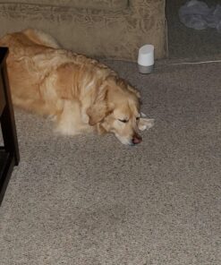 Sounds True Through A Dog's Ear, Vol. 1: Music to Calm Your Canine Companion 15 81nysLlh76L