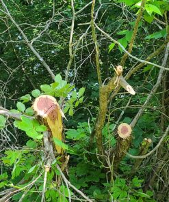 BLACK+DECKER 20V MAX Chainsaw Kit, Cordless, 10 inch, Tool-Free Chain Tensioning, Oil Lubrication System, Battery and Charger Included (LCS1020) 20V Chainsaw Kit 46 81o04hAtVTL