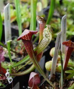 Panasonic LUMIX G7 4K Mirrorless Camera, with 14-140mm Power O.I.S. Lens, 16 Megapixels, 3 Inch Touch LCD, DMC-G7HK (USA BLACK) 46 81o1hVasflL