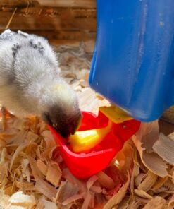 Backyard Barnyard Vertical 4 Pack NO PECK Poultry Waterer Drinking Cup for Chicken Ducks Quail 17 81o2IvIV9nL