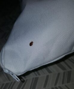 Premium BED Bugs Pillow Protector a Set of 2 Pillow Protectors (Queen (21"x"28)) Queen (21"x"28) 23 81o6Gs74rgL