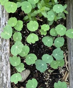 Seed Needs, 350+ Nasturtium Seeds for Planting - Jewel Mixture (Tropaeolum nanum) Non-GMO, Easy to Grow Mix, Attracts Pollinators - Bulk Bulk Pack (350 Seeds) 35 81o8IYqJM L