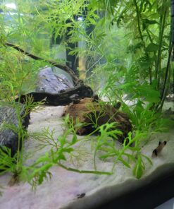 API General Cure Freshwater and Saltwater Fish Powder Medication 10-Count Box 1 13 81o8dHwsIoL