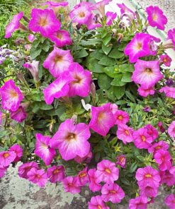 Miracle-Gro Water Soluble All Purpose Plant Food 5 lb. 1 Pack 54 81oCKdoZ TL