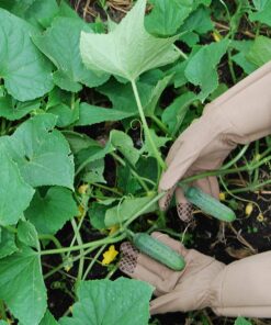 Alternative view of MAGID Professional Rose Pruning Thornproof Gardening Gloves with Extra Long Forearm Protection for Men (BE194T-XL) - Puncture Resistant, XL (1 Pair) Men's XL Tan & Green