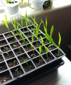 Glass Gem Indian Corn Heirloom Seed - The Most Beautiful Corn in the World! 43 81oHP4jCLvL