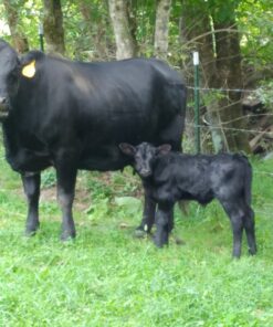 Alternative view of Durvet Ivermectin Pour-On for Cattle 1000 mL