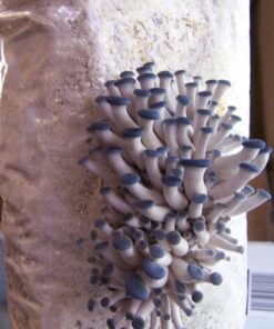 Organic Blue Oyster Mushroom Growing Kit 33 81oMKJyDZ2L