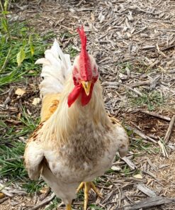 FLYGRUBS Superior to Dried Mealworms for Chickens (1lb) - 85X More Calcium Than Live mealworms - Non-GMO Chicken Feed - BSFL Treats for Hens, Ducks, Turkeys, Wild Birds, Turtles, Quails 1 Pound 26 81oOuWqgHwL