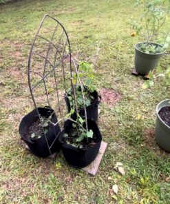 Seed Needs, Cucamelon Seeds - 65 Heirloom Seeds for Planting Melothria scobra - Mexican Sour Gherkin Non-GMO & Untreated, Boasts a Light Citrus Flavor, (2 Packs) 2 Packs (130 Seeds) 35 81oQFa1B1nL