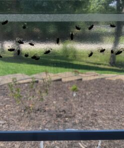 Window Fly Traps by Catchmaster - 48 Count, Ready to Use Indoors. Insect, Bugs, Fly & Fruit Fly Glue Adhesive Sticky Paper - Waterproof Easy Application Ready Disposable Non-Toxic 48 Traps 34 81oRFp34TTL