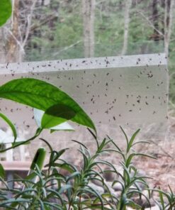 Window Fly Traps by Catchmaster - 48 Count, Ready to Use Indoors. Insect, Bugs, Fly & Fruit Fly Glue Adhesive Sticky Paper - Waterproof Easy Application Ready Disposable Non-Toxic 48 Traps 33 81oROAxgSrL