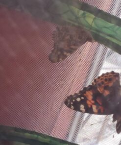 5 Live Caterpillars Shipped Now- Butterfly Kit Refill 63 81oTsycLVYL