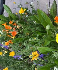 Wildflower Seeds Edible Flowers Mix - 1 Ounce Over 7,000 Open Pollinated Annual and Perennial Seeds 1 Ounce Packet 45 81oX3VLDVL