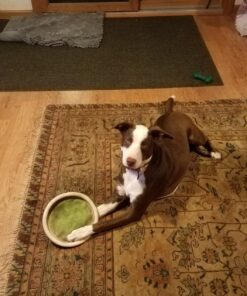 Chuckit Max Glow Paraflight Flying Disc Dog Toy, Large (9.75"), Green And White Green/Max Glow 30 81oXVVSPRtL