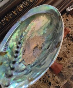 Natural Abalone (Pāua) Shell, with Stand,6-6.5 Inches,Supreme for Smudging,Cleansing Home,Meditation,Shell Crafts,Incense Holder,100% Natural, Sustainably Sourced by Ocean Shell Studios NZ 6"-6.5" 28 81oZygbrnL